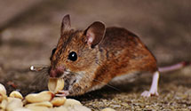 24 Hour & Emergency Exterminators in Sergeant Blf, IA